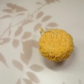 Foam Sea Sponge