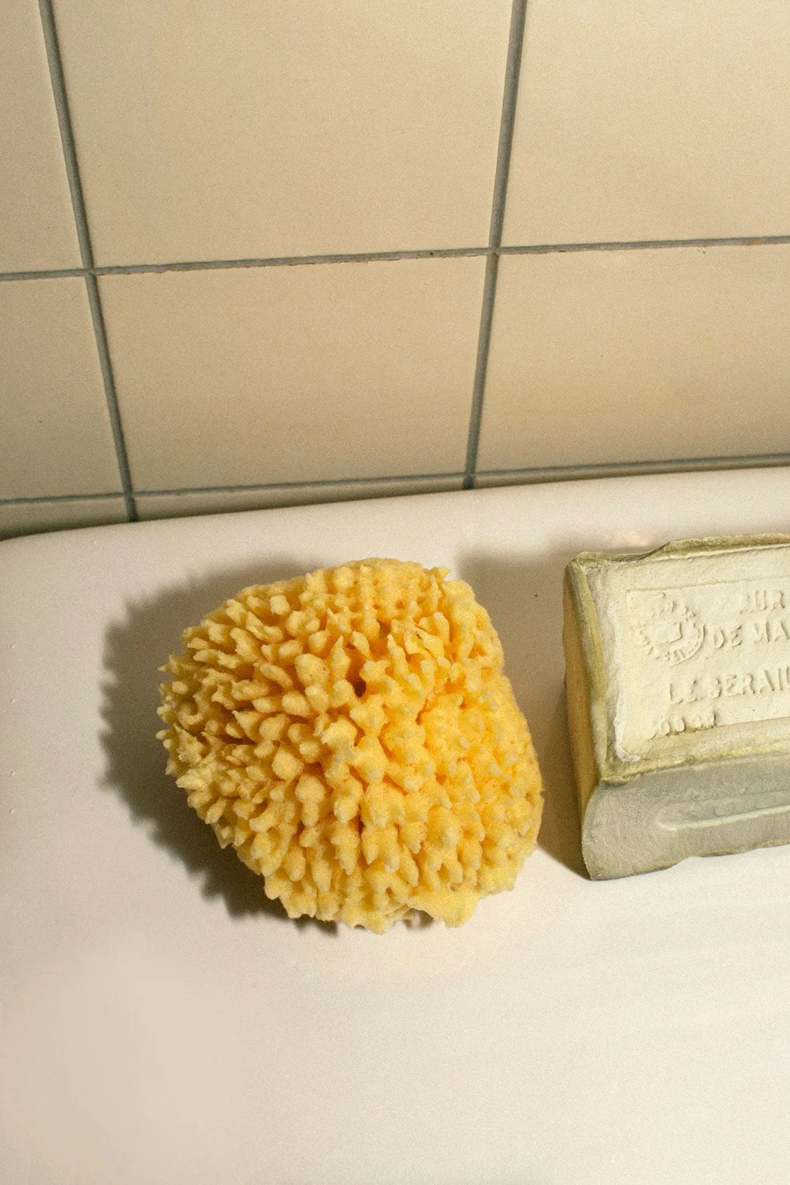 Sea Sponge