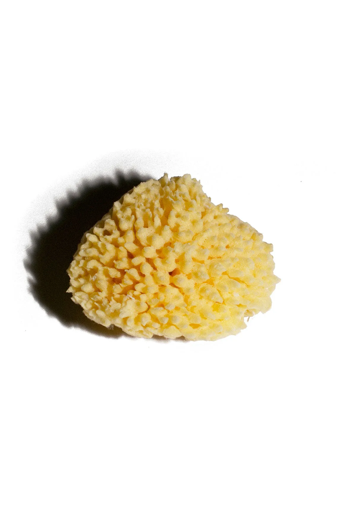 Sea Sponge