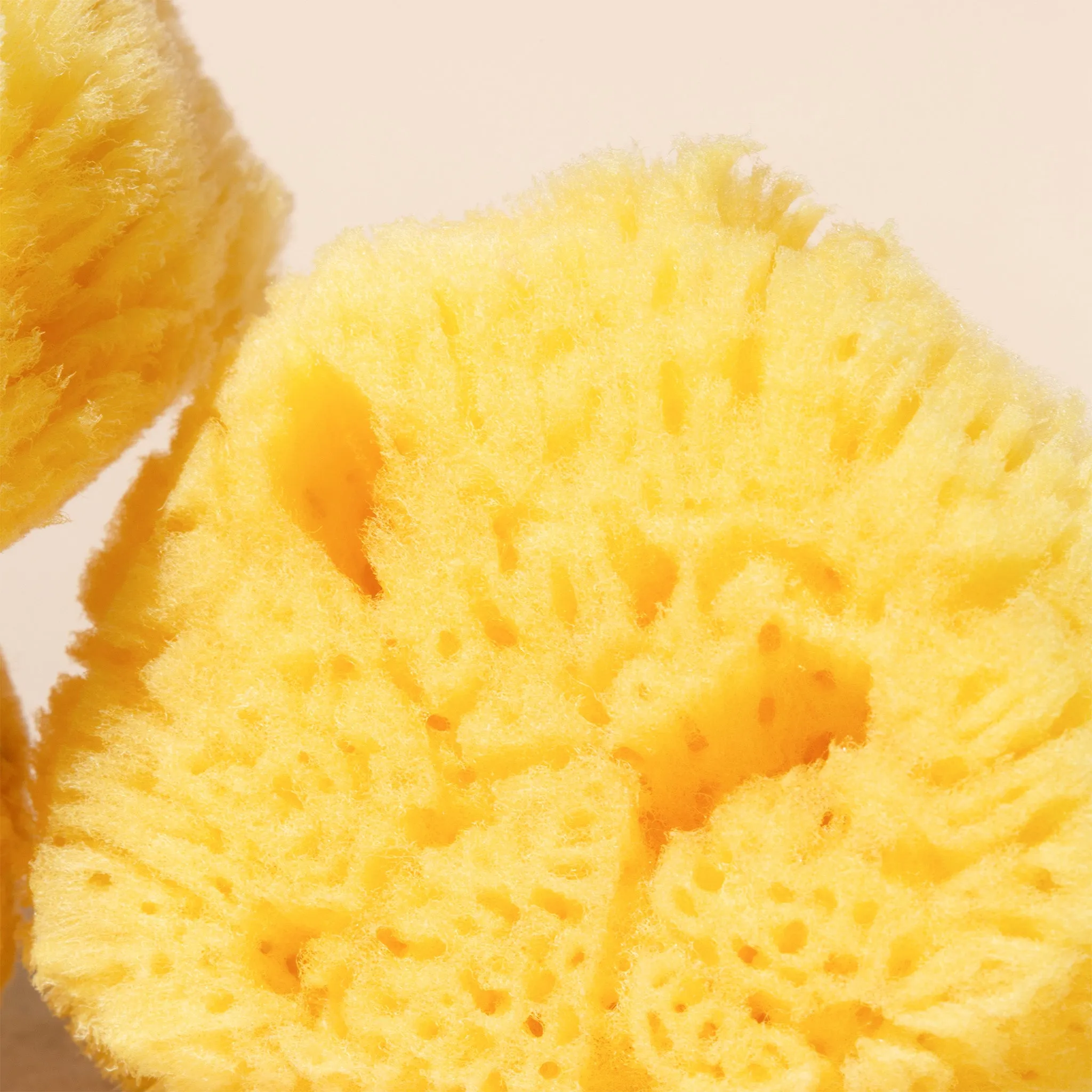 Silk Sea Sponge